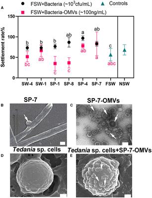 Multiomics integration for the function of bacterial outer membrane vesicles in the larval settlement of marine sponges